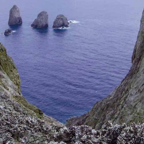 Malpelo
