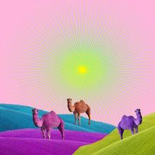 Collage horizonte y camellos