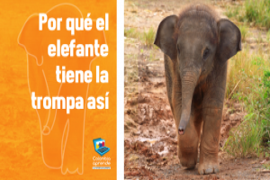 ¿Por qué el elefante tiene la trompa así? ¿Por qué el elefante tiene la trompa así?