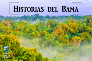 Historias del Bama En la imagen aparece la fotografía de la selva. Texto: HISTORIAS DEL BAMA