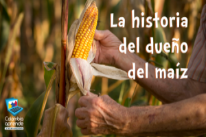 La historia del dueño del maíz En la imagen aparecen las manos de un hombre con una planta de maíz. Texto: La historia del dueño del maíz