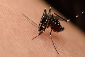 How does your body defend itself from the attack of pathogens? Imagen de un zancudo picando a un ser humano