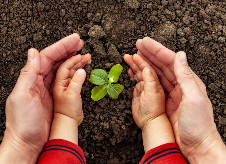 Fotografía cuatro manos sembrando un planta en la tierra