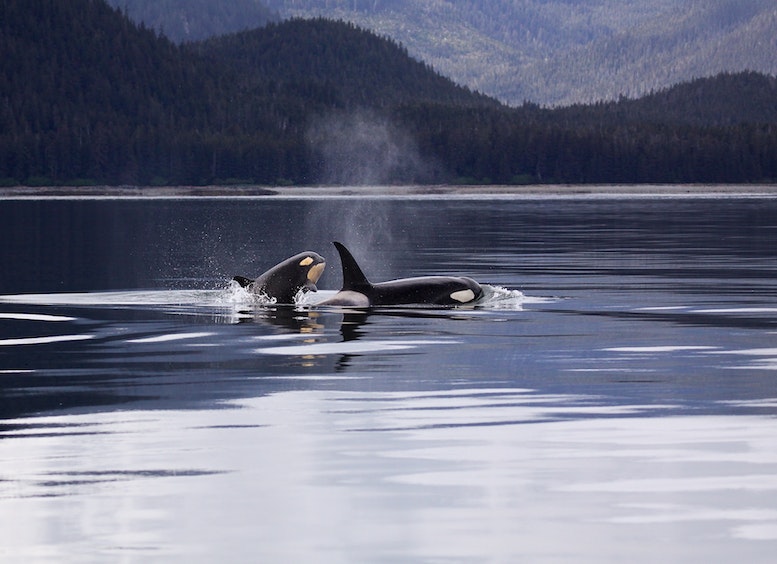 Foto de dos ballenas nadando en el mar, con fondo de montañas