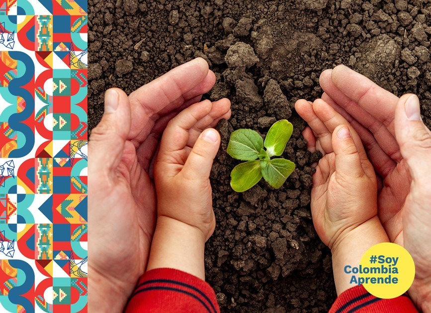 Manos de un adulto y un bebe alrededor de una planta
