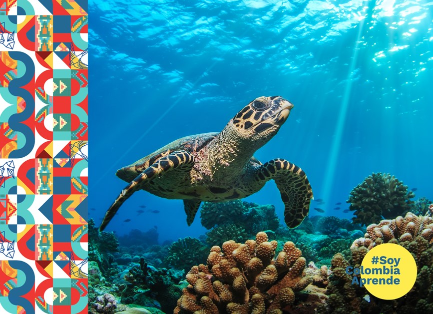 Tortuga nadando en el oceano