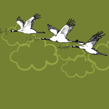 Tres patos volando sobre un cielo verde ColombiaAprende