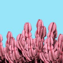 Cactus rosado y cielo azul